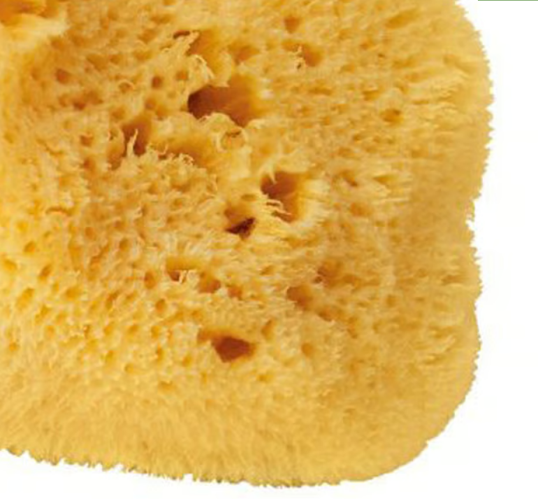 Natural Sea Sponge image 0